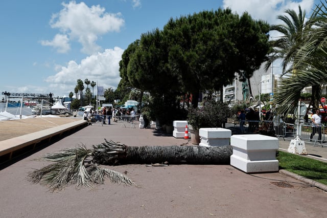 View of a palm tree that fell, injuring a passerby on the Boulevard de la Croisette during the 78th Cannes Film Festival in Cannes, France, May 17, 2025. REUTERS/Benoit Tessier