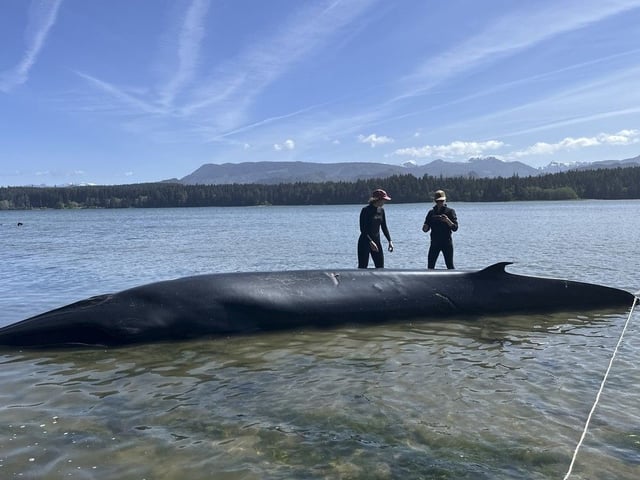  A dead whale, known as a Bryde’s whale, is pictured washed up on the beach in Port McNeill Bay on northern Vancouver Island. The whale was discovered on May 14, 2025 and has been confirmed by the Marine Education and Research Society, the ‘Namgis First Nation, and the Fisheries Department as being a type of whale rarely seen in B.C. waters.