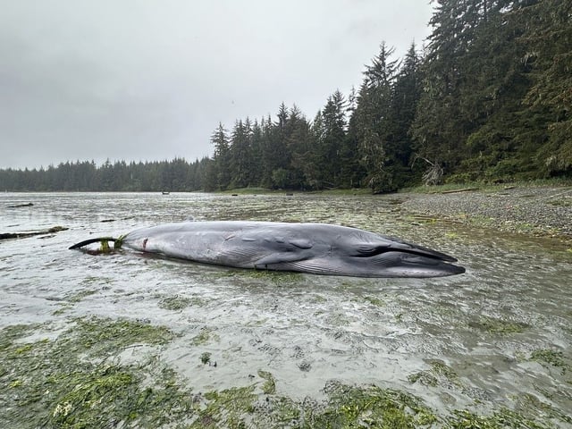  A dead whale, known as a Bryde’s whale, is pictured washed up on the beach in Port McNeill Bay on northern Vancouver Island. The whale was discovered on May 14, 2025 and has been confirmed by the Marine Education and Research Society, the ‘Namgis First Nation, and the Fisheries Department as being a type of whale rarely seen in B.C. waters.