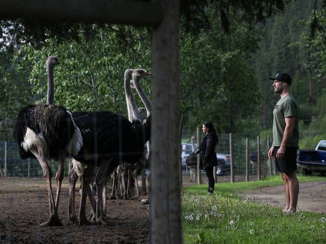 Supporters of Universal Ostrich Farms stand near ostriches at the farm's property in Edgewood, B.C., on Saturday, May 17, 2024.