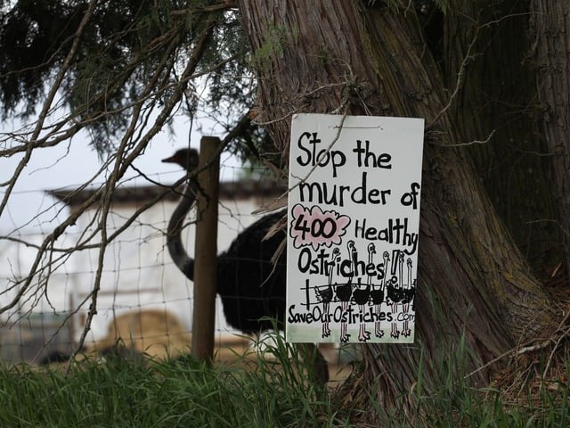  A sign calling for the protection of ostriches at the Universal Ostrich Farms is displayed at the farm in Edgewood, B.C., on Saturday, May 17, 2024.