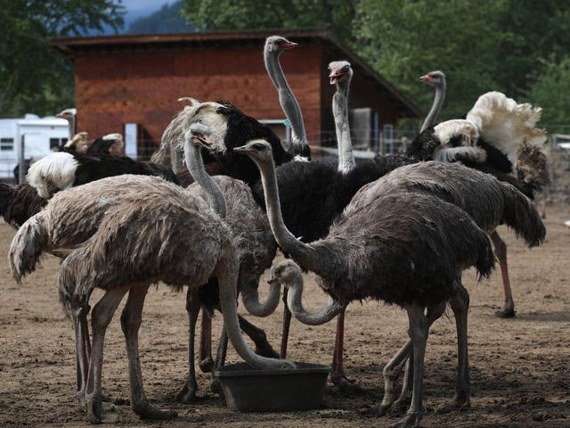  Ostriches eat their feed at the Universal Ostrich Farms in Edgewood, B.C., on Saturday, May 17, 2024.
