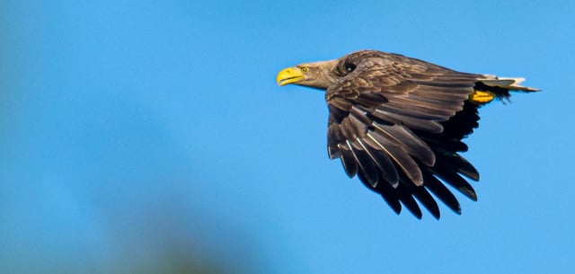 Seeadler kommen auch in norddeutschen Wiesengebieten im Binnenland vor