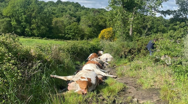 Imagen de las vacas a las que mató un rayo en Rodeiro.