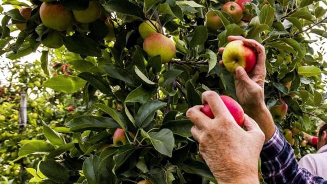 The apple industry in Himachal Pradesh is estimated to be worth ₹4,500 crore. (HT file)