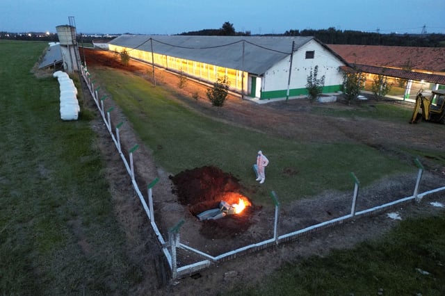 A person wearing a hazmat suit stands next to burning egg cartons and other items in a hole in the ground at a poultry farm after Brazil confirmed its first outbreak of bird flu on Friday, triggering protocols for a country-wide trade ban from top buyer China and state-wide restrictions for other major consumers, in Montenegro, Brazil May 16, 2025. REUTERS/Diego Vara/File Photo