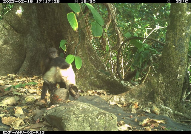 The capuchin monkeys' acts of kidnapping could be arbitrary behavior caused by boredom, the researchers suggest.