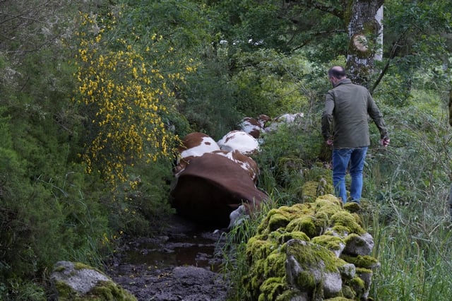 Una explotación de Rodeiro pierde 22 vacas fulminadas por un rayo.