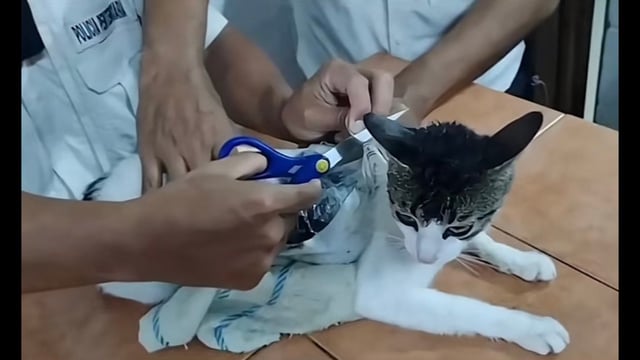 ‘Narco cat’ goes viral. Image Source: AmoresGarra/ X