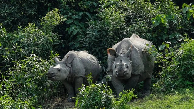 Kaziranga Sees Over 35% Rise In Tourists As It Becomes India's Third Most-visited National Park; Here's Why You Should Visit Too. (Image: Canva)