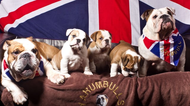 British bulldogs were once bred for their ferocity but are now considered quite docile