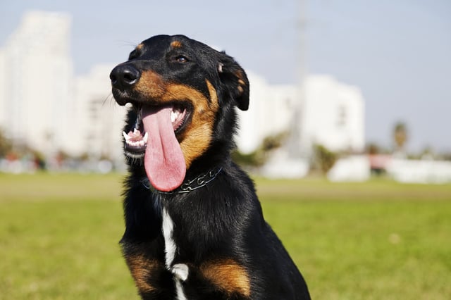 A stock image of a panting dog.