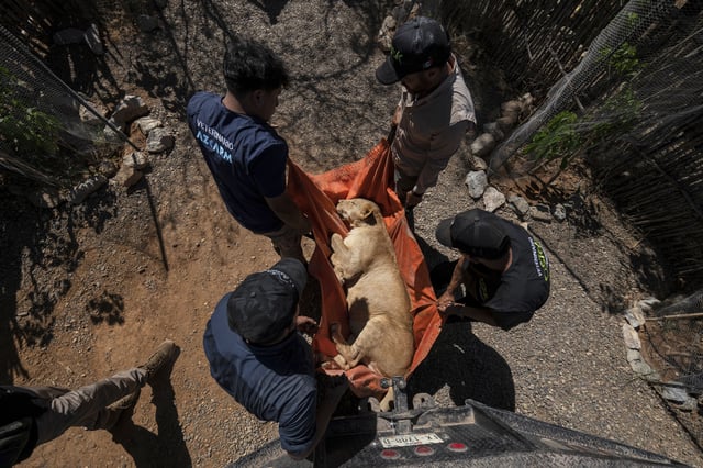 A lioness is carried to a transport cage at the animal refuge Ostok Sanctuary, on the outskirts of Culiacan, Mexico, Monday, May 19, 2025. (AP Photo/Felix Marquez)