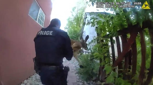Officers captured a rogue kangaroo that led them on a chase through a Colorado town — twice, video shows.