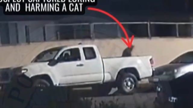 A man accused of mutilating and killing cats in Santa Ana has been arrested.