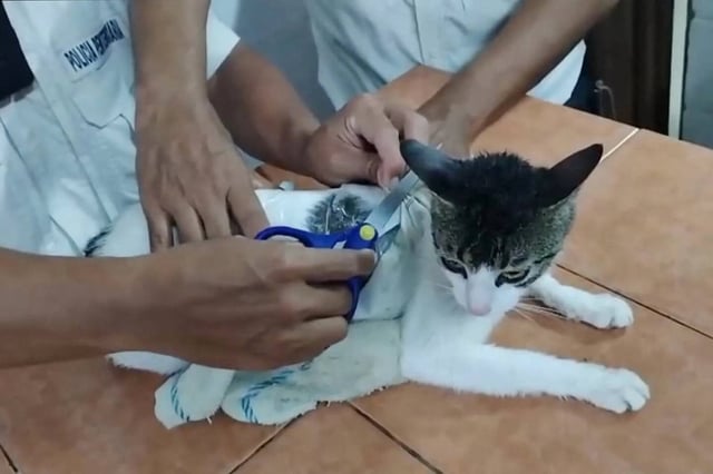 Une vidéo du ministère de Justice du Costa Rica montre un chat surpris en train d'essayer d'introduire de la drogue dans une prison costaricienne.