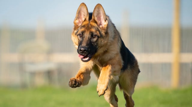A German shepherd, such as this one, has been held in quarantine. The government insisted it took ‘biosecurity very seriously’