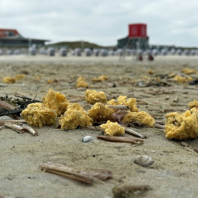 Mehrere gelbe, wachsartige Klumpen liegen am Nordstrand der ostfriesischen Insel Norderney.