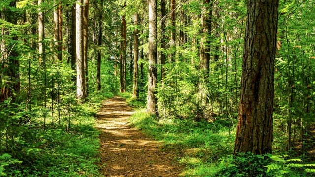 India saw a 6.9% decrease in tree cover loss between 2023 and 2024 (Shutterstock)
