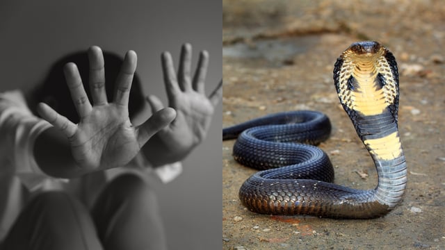 Man arrested in Kota for molesting minor girl by scaring her with 'pet' cobra. (Representtaional image from Canva)