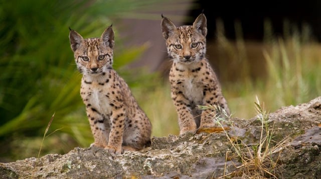 El lince alcanza un máximo histórico en la Península Ibérica