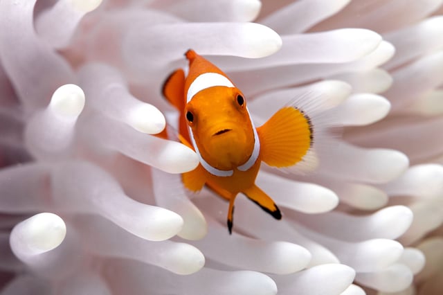 Clownfish live among sea anemones on coral reefs.