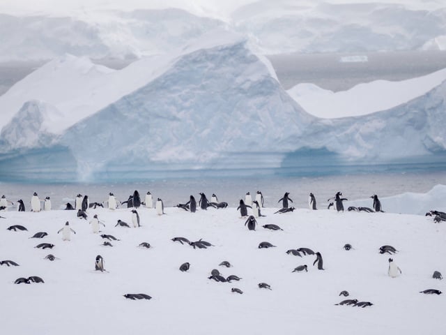 Les manchots gentoo, sur l'île Wiencke dans l'Antarctique, en novembre 2024.