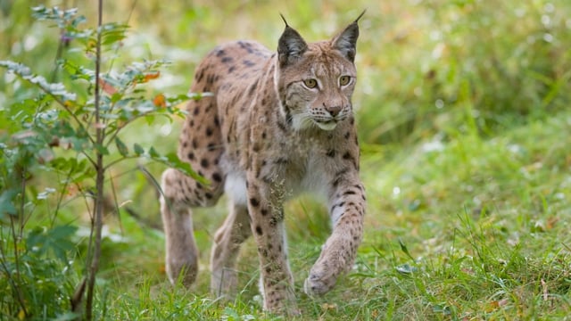 The Eurasian lynx died out in the Scottish Highlands 1,300 years ago