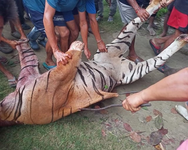 Royal Bengal Tiger