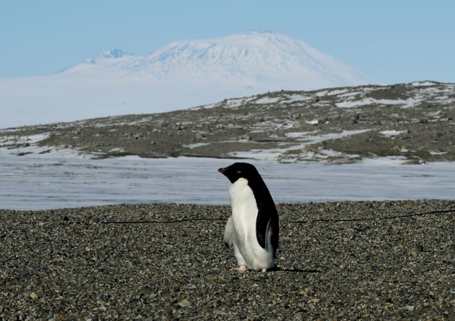 Un manchot Adélie en Antarctique, le 11 novembre 2016