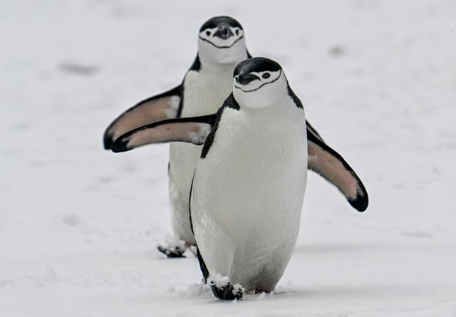 Des manchots à jugulaire marchent dans la neige sur Deception Island, à l'ouest de la pénincule antarctique, le 24 janvier 2024