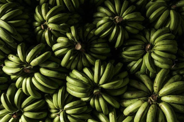 Nach einem fast einmonatigen Streik beim panamaischen Tochterunternehmen des US-Bananen-Konzerns Chiquita kommt es zu Massenentlassungen: Chiquita Panama werde alle Erntehelfer entlassen, weil sie "unrechtmäßigerweise" ihre Arbeit nicht getan hätten.