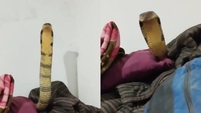 A man calmly recorded a king cobra on his bed.