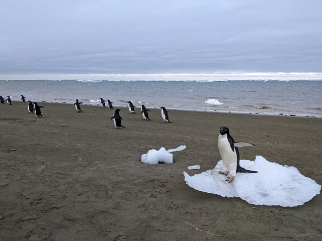 Adélie penguins waddle along the Antarctic coastline. Penguin poop may be playing a key role in keeping climate change in check over Antarctica, a new study reports.