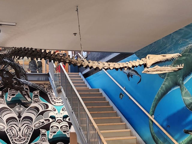 British Columbia officially designated a large, fierce-looking marine reptile with a mouthful of pointy teeth that made its home about 80 million years ago in Vancouver Island waters as the province's official fossil emblem. A fossil of a Puntledge River elasmosaur is shown at the Museum and Palaeontology Centre in Courtenay, B.C., in this undated handout photo.  