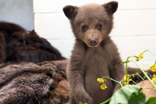 A black bear cub at the San Diego Humane Society, in Ramona, Calif..