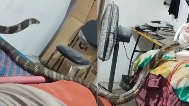 Scary King Cobra