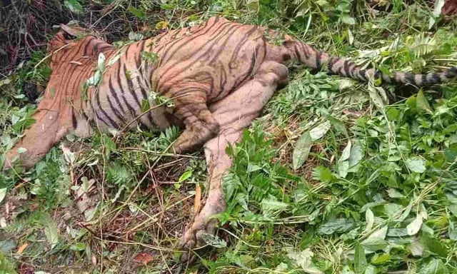 Royal Bengal Tiger