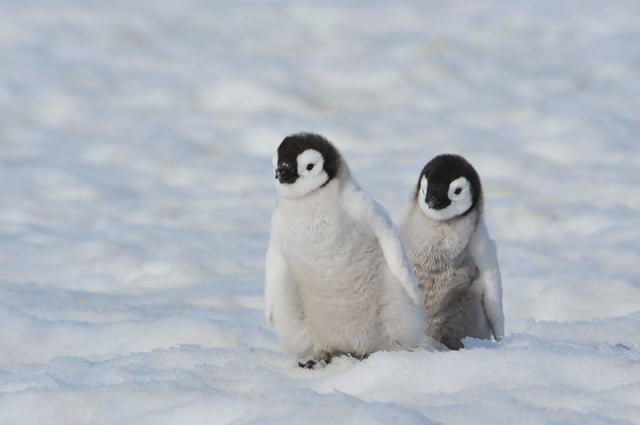 Emperor Penguin chicks in Antarctica