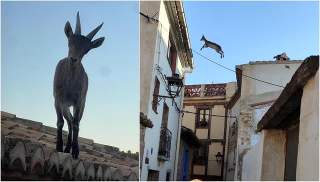 Imágenes de las cabras en Jérica