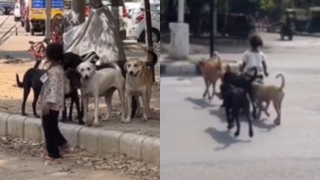 A video of a girl playing with stray dogs went viral.