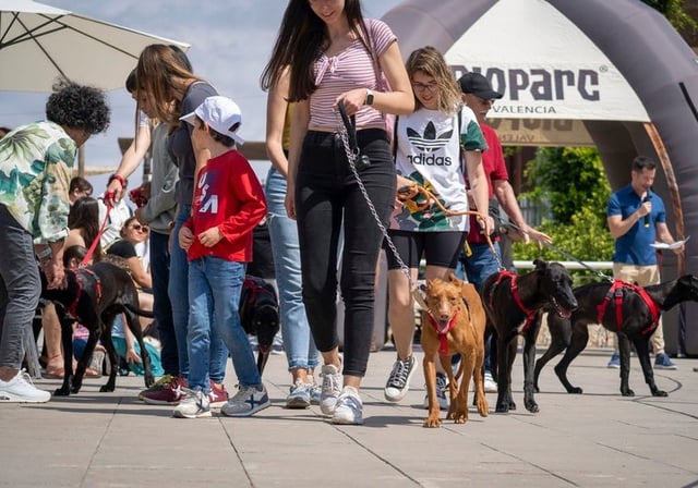 Imagen del desfile de perros pendientes de adopción en Bioparc Valencia