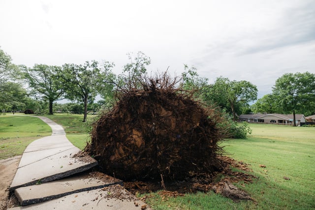 Numerous trees were uprooted at Hillcrest Country Club in Bartlesville, Oklahoma, during a storm May 24, 2025.
