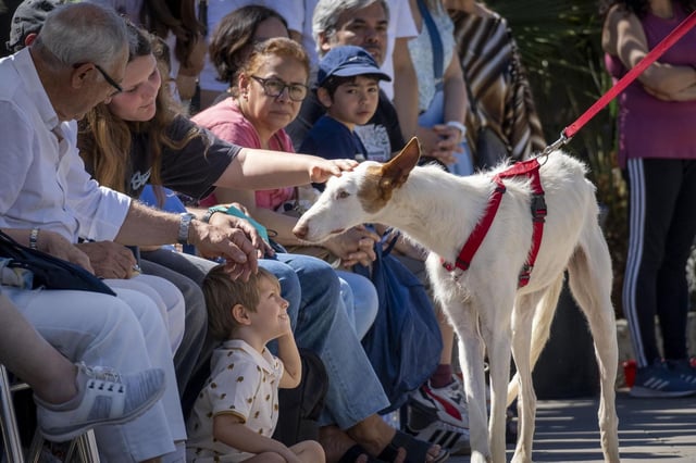Más de 30 perros afectados por la dana desfilan en busca de un hogar en Bioparc