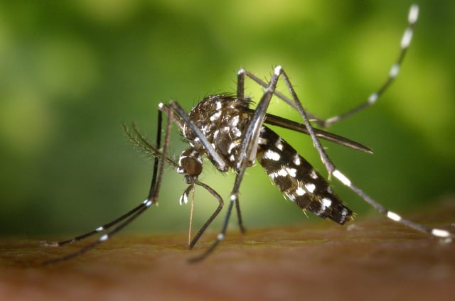 Flying biting insects, such as this Asian tiger mosquito, like the warm, humid conditions we now have in the UK (Photo: Pixaby)