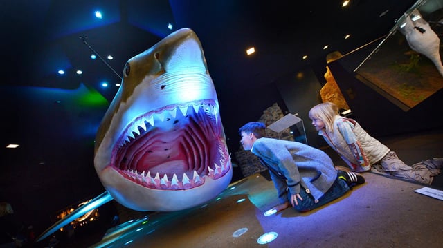 Kinder betrachten ein Modell eines Urzeit-Hais Megalodon.