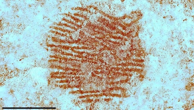 A Neanderthal Left A Fingerprint On This Rock, Possibly While Painting A Face On It