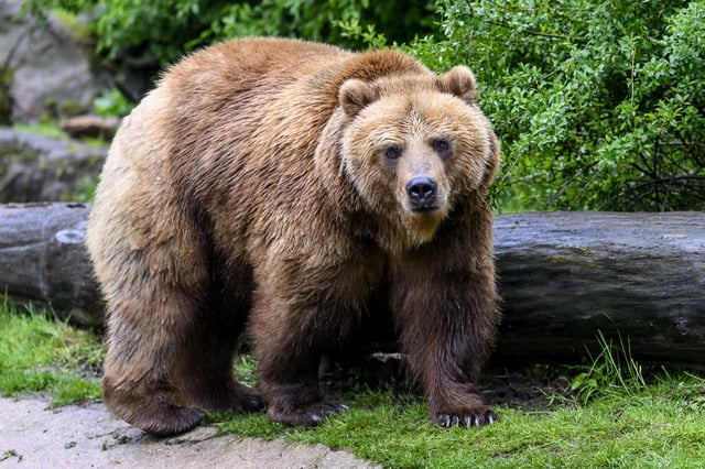 In Japan führte eine Braunbär-Sichtung zum Abbruch eines Golf-Turniers (Symbolbild).