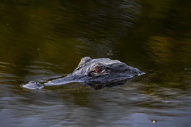 An alligator is seen in the water on Earth Day at Everglades National Park, Florida, April 22, 2024.