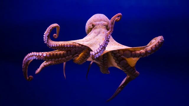 The octopuses are believed to have come from Morocco, where there has been a decline in numbers